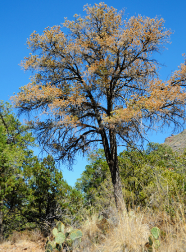 Texas Big Bend Emory Tree