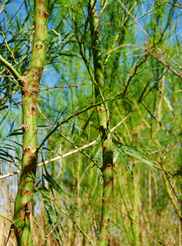 Texas Big Bend Green Bark
