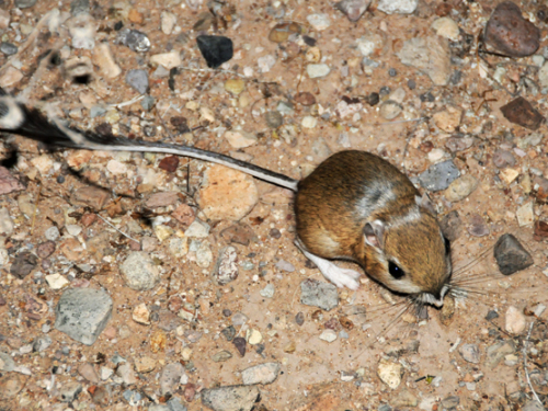 Texas Big Bend Kangaroo Rat