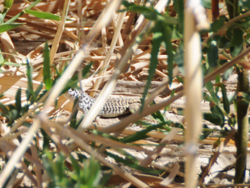 Texas Big Bend Lizard
