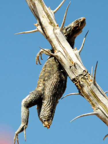 Texas Big Bend Lizard Dead