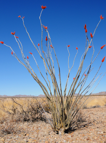 Texas Big Bend Ocotillo