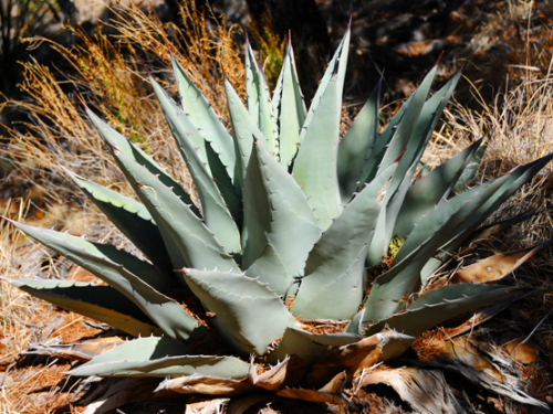 Texas Big Bend Plant Agave