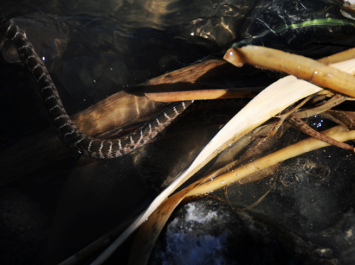 Texas Big Bend Snake