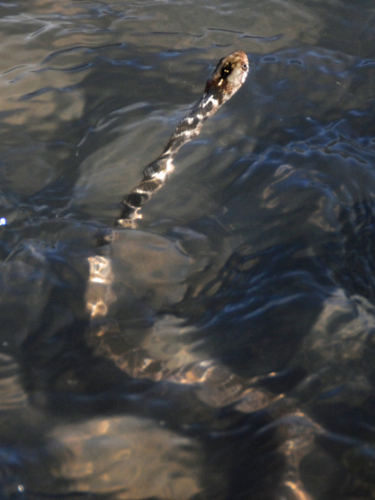 Texas Big Bend Snake