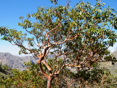 Texas Big Bend Tree Red