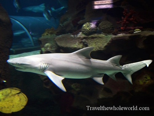 Kazakhstan Astana Duman Entertainment Aquarium Shark