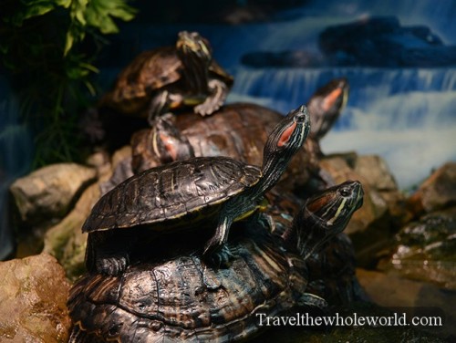 Kazakhstan Astana Duman Entertainment Aquarium Turtles