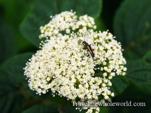 Smoky Mountains Bug