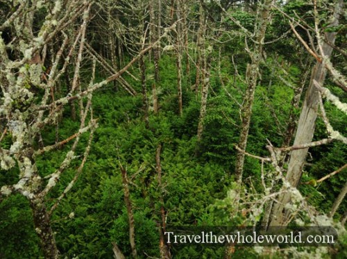 Smoky Mountain High Altitude Forest