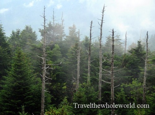 North Carolina Smoky Mountains Mist