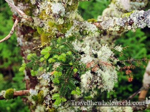 Smoky Mountains Moss