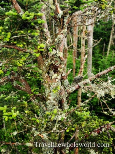 Smoky Mountain Lichen