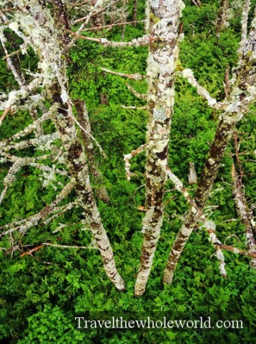 Smoky Mountain Mossy Trees