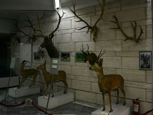 Kazakhstan Almaty Museum Deer