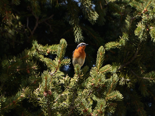 Kazakhstan Ile-Alatau National Park Bird