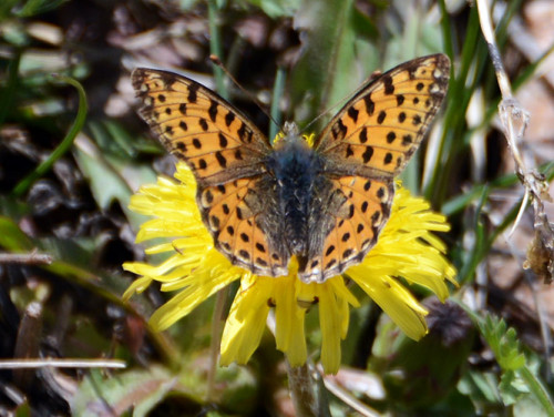 Kazakhstan Butterfly