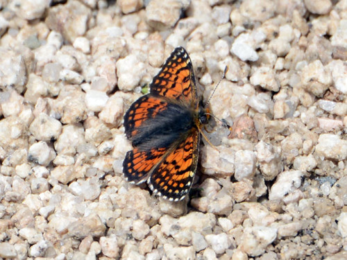 Kazakhstan Big Almaty Lake Butterfly