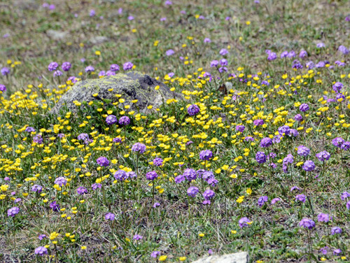 Kazakhstan Flowers