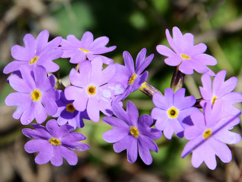 Ile-Alatau National Park Flowers
