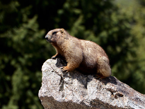 Kazakhstan Marmont