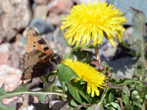 Kazakh Moth
