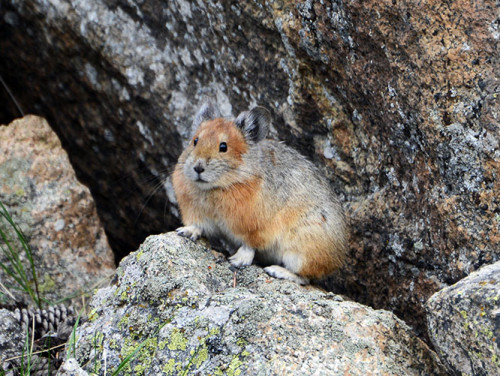 Kazakhstan Turkestan Red Pika Gerbil