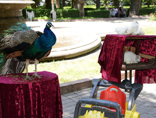 Kyrgyzstan Bishkek Park Peacock