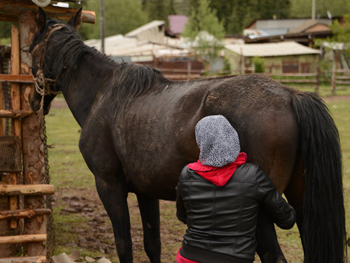 Kyrgyzstan Horse Milking