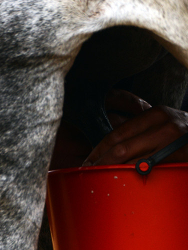 Horse Milking