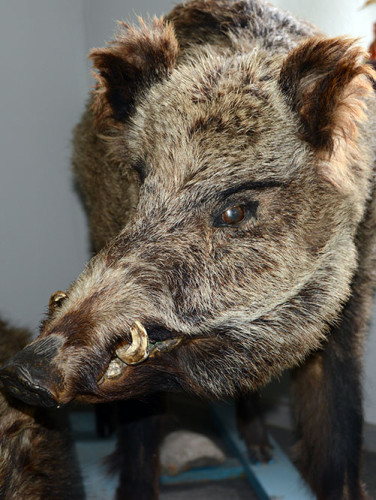 Kyrgyzstan-Karakol-Museum-Boar