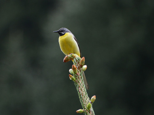 Kyrgyzstan Tian Shan Bird