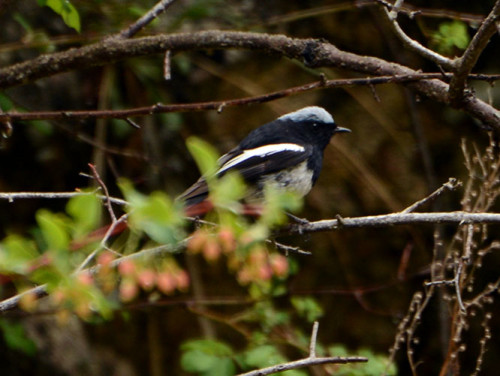 Kyrgyzstan Bird