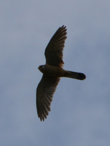 Kyrgyzstan Tian Shan Harrier