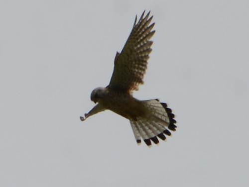 Kyrgyzstan Harrier