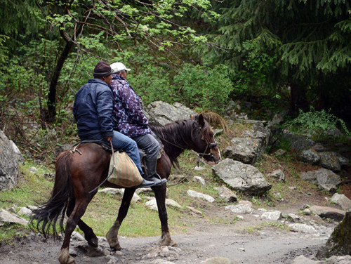 Kyrgyzstan Tian Shan Horse