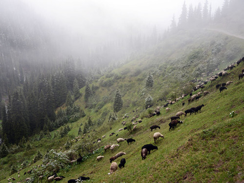 Kyrgyzstan Tian Shan Sheep