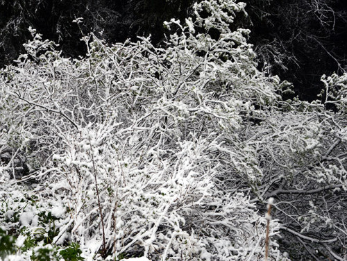 Kyrgyzstan Tian Shan Snow Bush