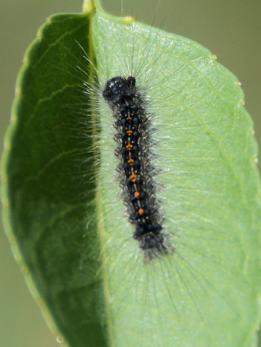 Tajikistan Fan Mountains Caterpillar