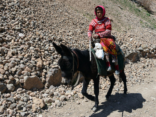 Tajikistan Fan Mountains Donkey