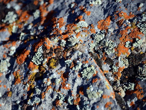 Tajikistan Fan Mountains Lichen