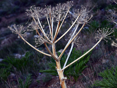 Tajikistan Fan Mountains Plant