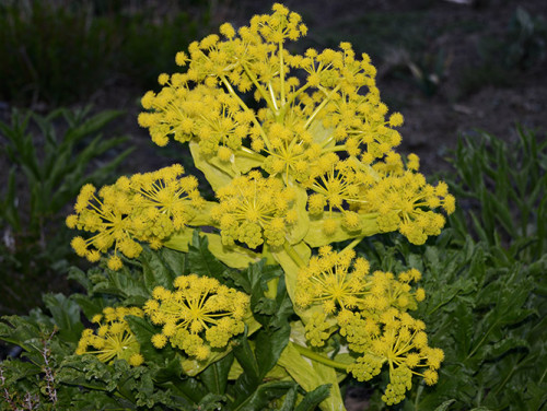 Tajikistan Fan Mountains Yellow Plant