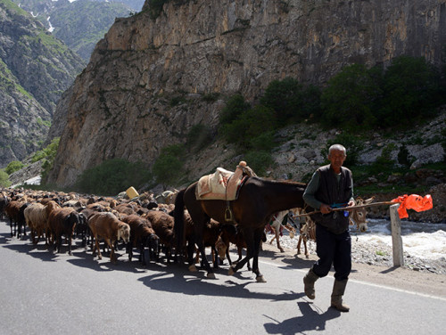 Tajikistan Highway Sheep Herder