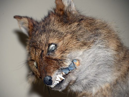 Tajikistan Panjakent Museum Fox