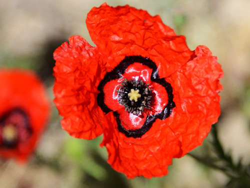 Tajikistan Red Poppy Flower