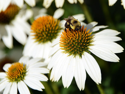 Ohio Columbus Franklin Park Bee