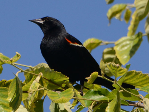 Ohio Columbus Franklin Park Bird Oriole