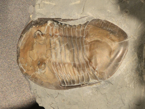 Ohio Columbus History Center Fossil