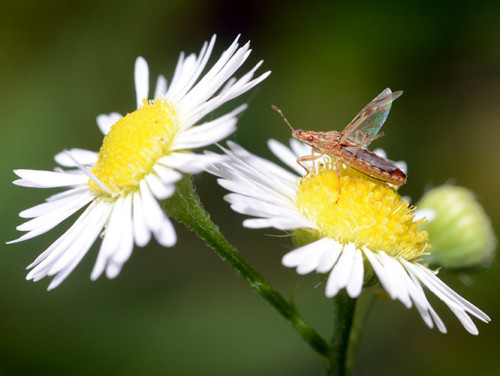 Ohio Cuyahoga National Park Bug